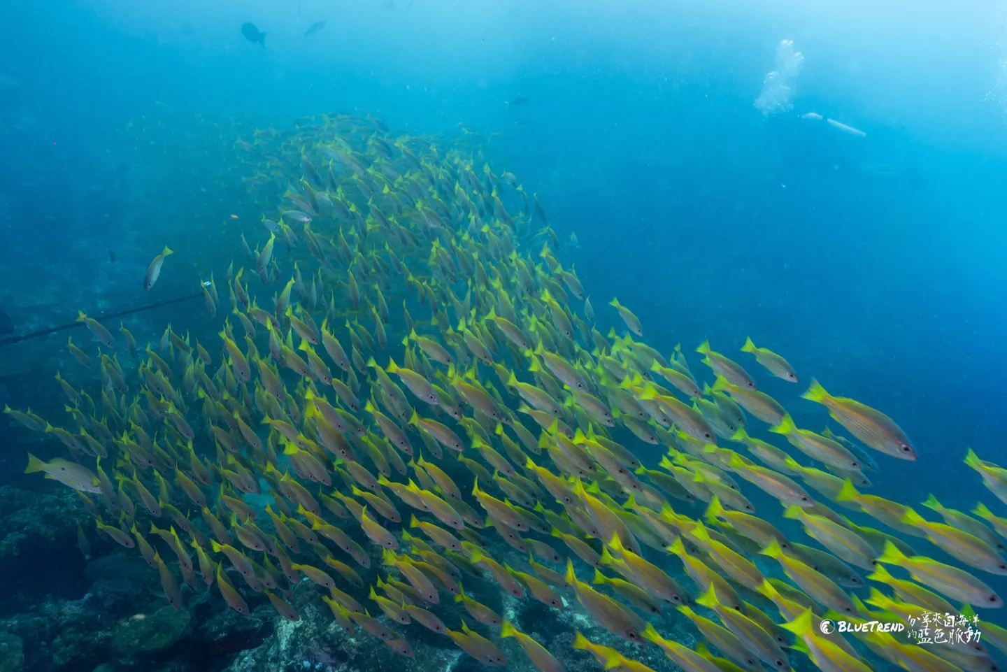 黃色笛鯛魚群風暴