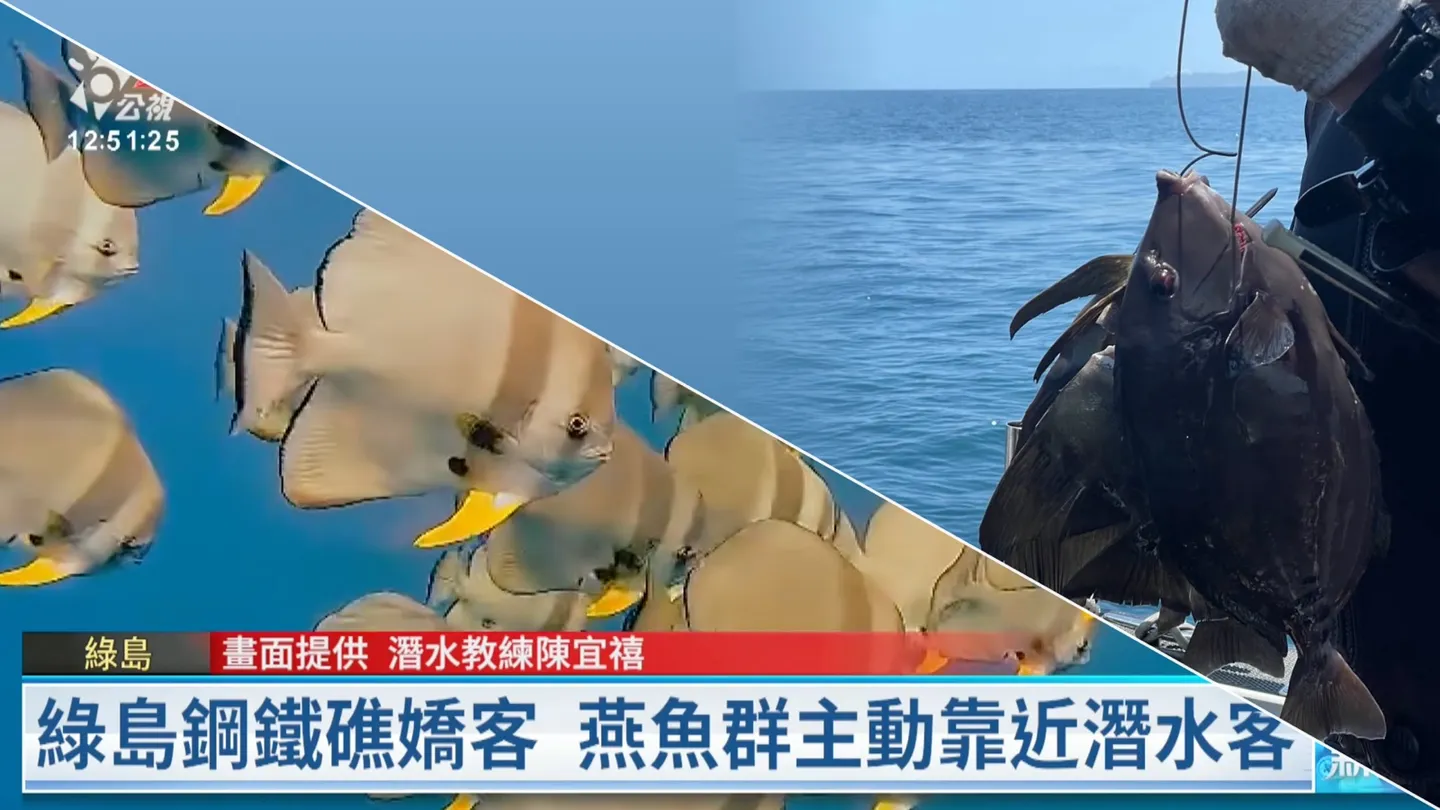 一隻燕魚能帶來多少價值？人工魚礁能打魚嗎？基隆鋼鐵礁潛水客帶魚槍下海，法條一次看清楚