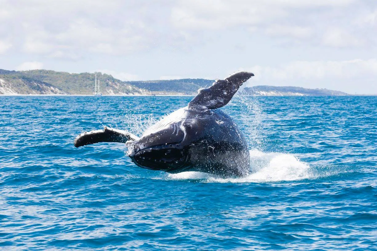 Swimming with Whales – Australia's Whale Highway