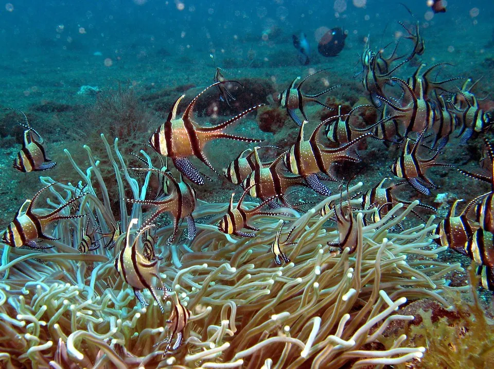 水族貿易的犧牲品，考氏鰭竺鯛數量驟減90% 美國擬禁進出口