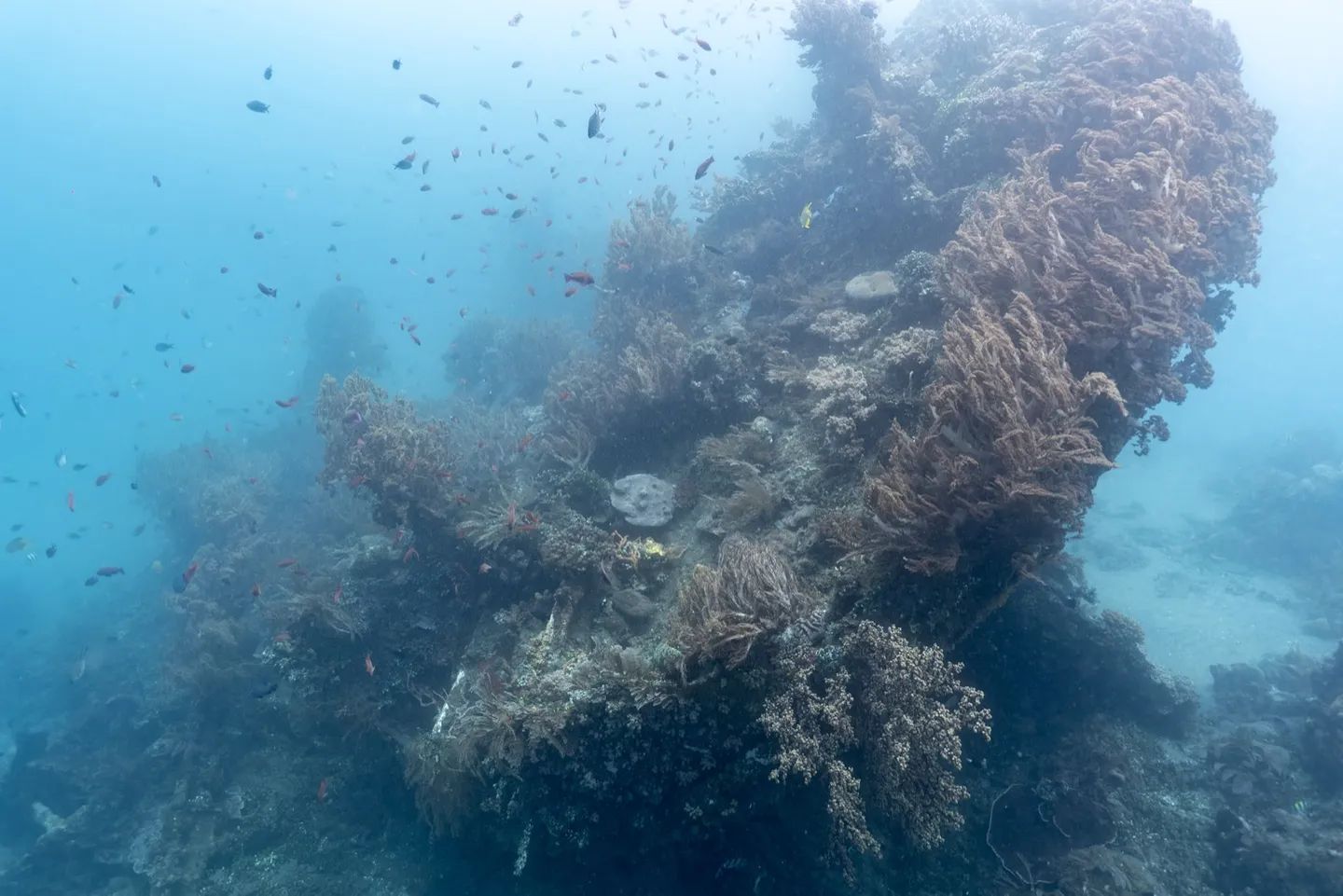 Japanese Wreck 船體殘骸上覆蓋的大量軟珊瑚