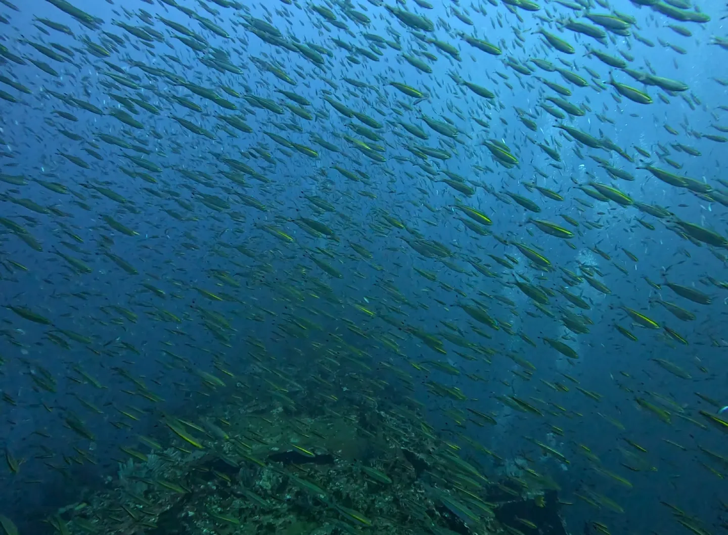 Blue Water Wreck 上方大群魚群斜切而過