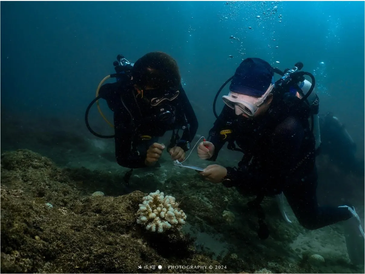 海水持續加熱中！海洋保育署成立「珊瑚特潛聯盟」，攜手產官學守護珊瑚礁生態