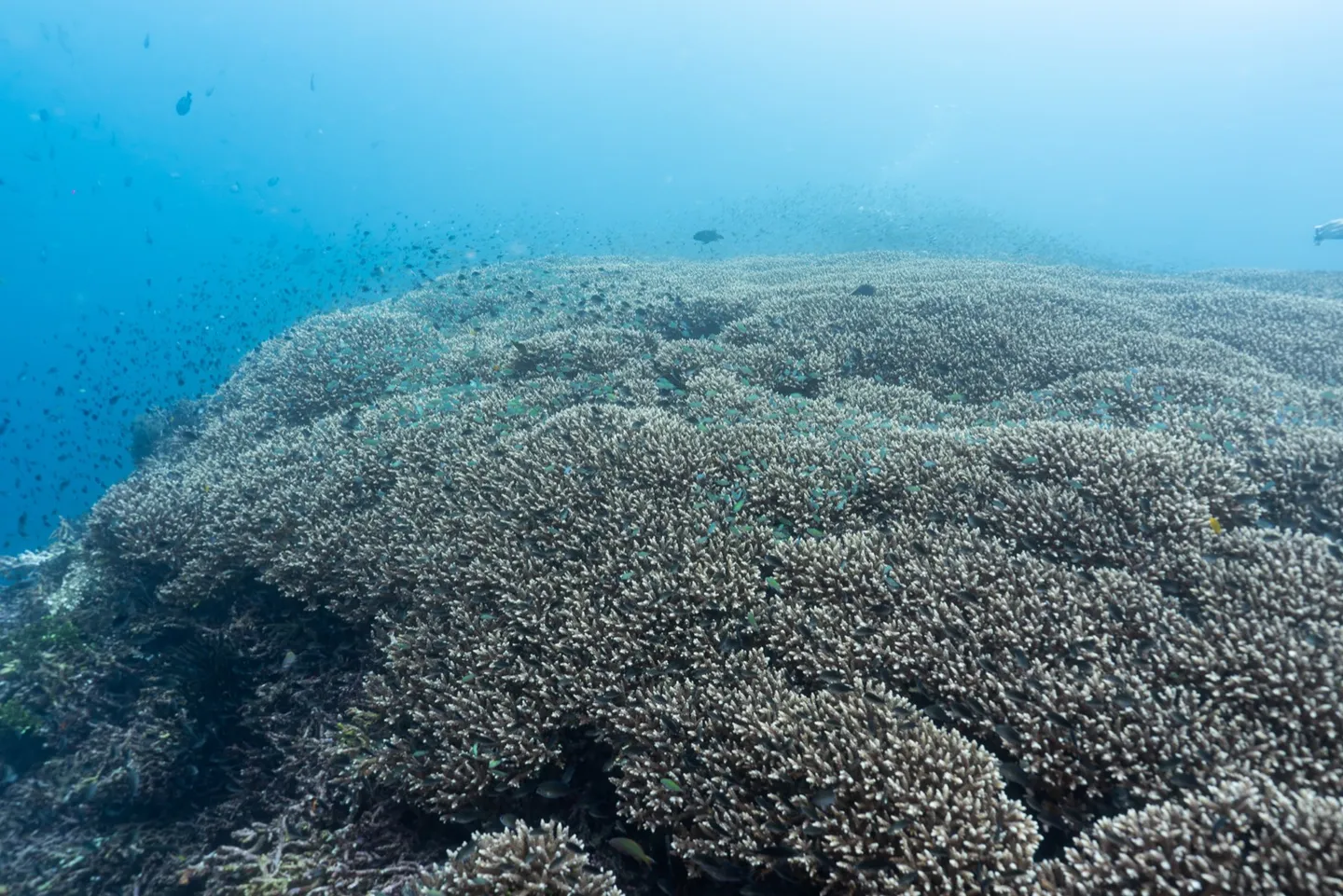 Japanese Wreck 淺水區大片鹿角珊瑚群綿延如森林