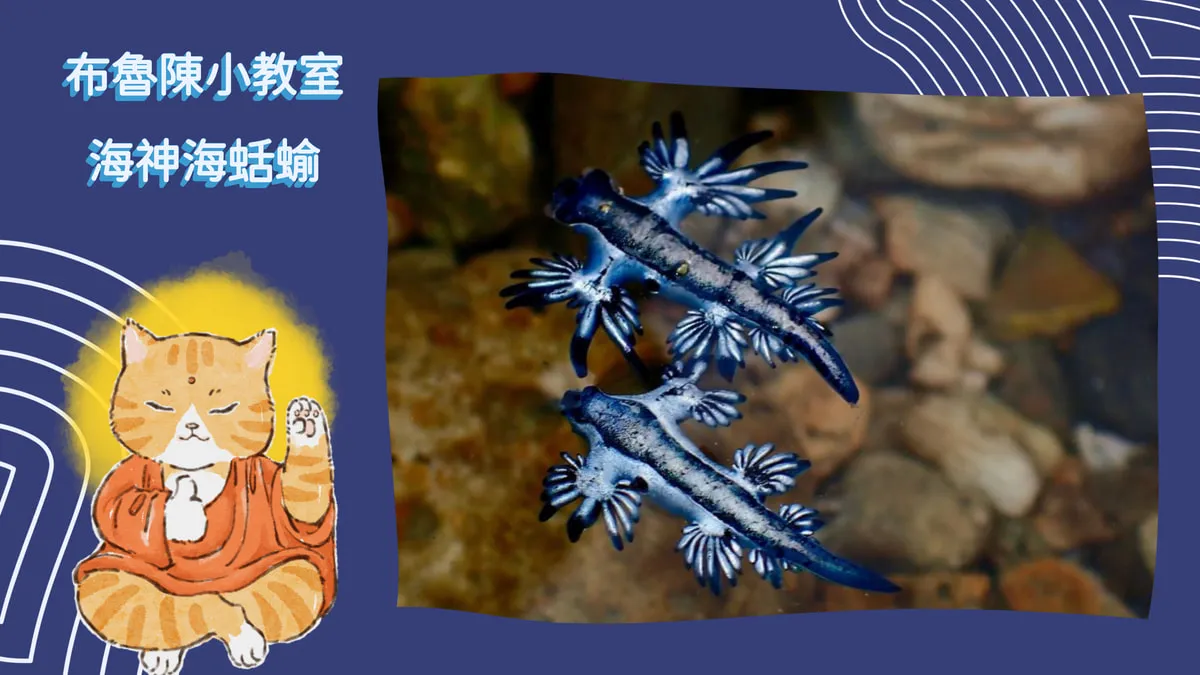 【布魯小教室】有毒勿碰！漂流的夢幻藍天使-海神海蛞蝓