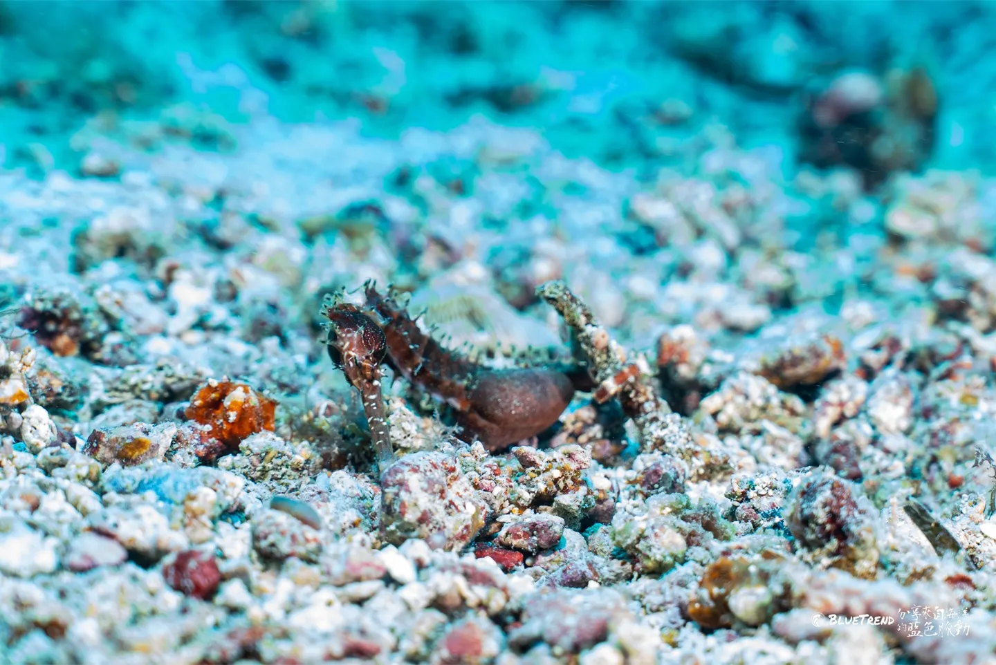 潛水員低姿態貼著沙地拍攝海洋生物
