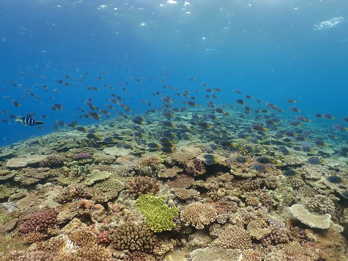 探洞、鯊魚、美麗珊瑚礁，私房沖繩潛點大解密-万座毛