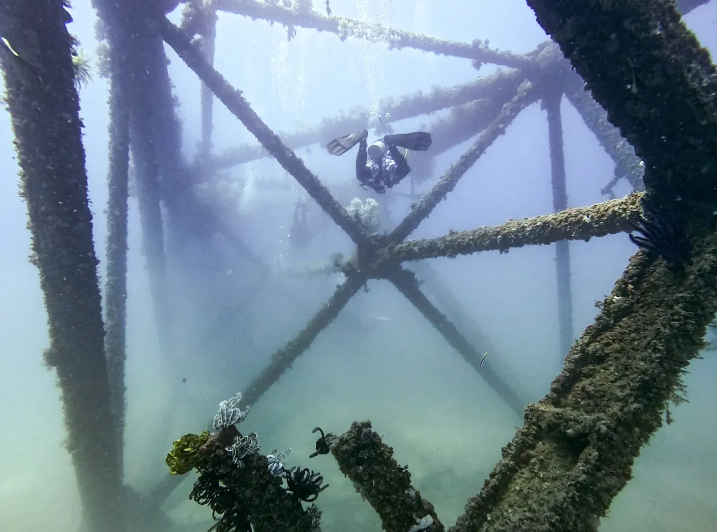 潛水員穿梭於汶萊退役鑽油平台 Rig Reef 鋼骨結構間