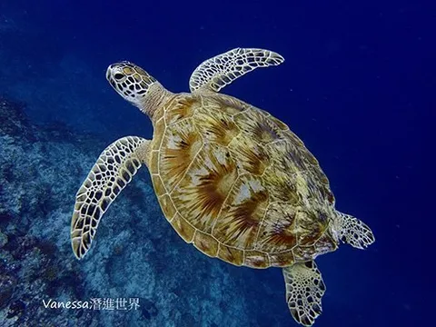 跟海龜一起游泳玩自拍
