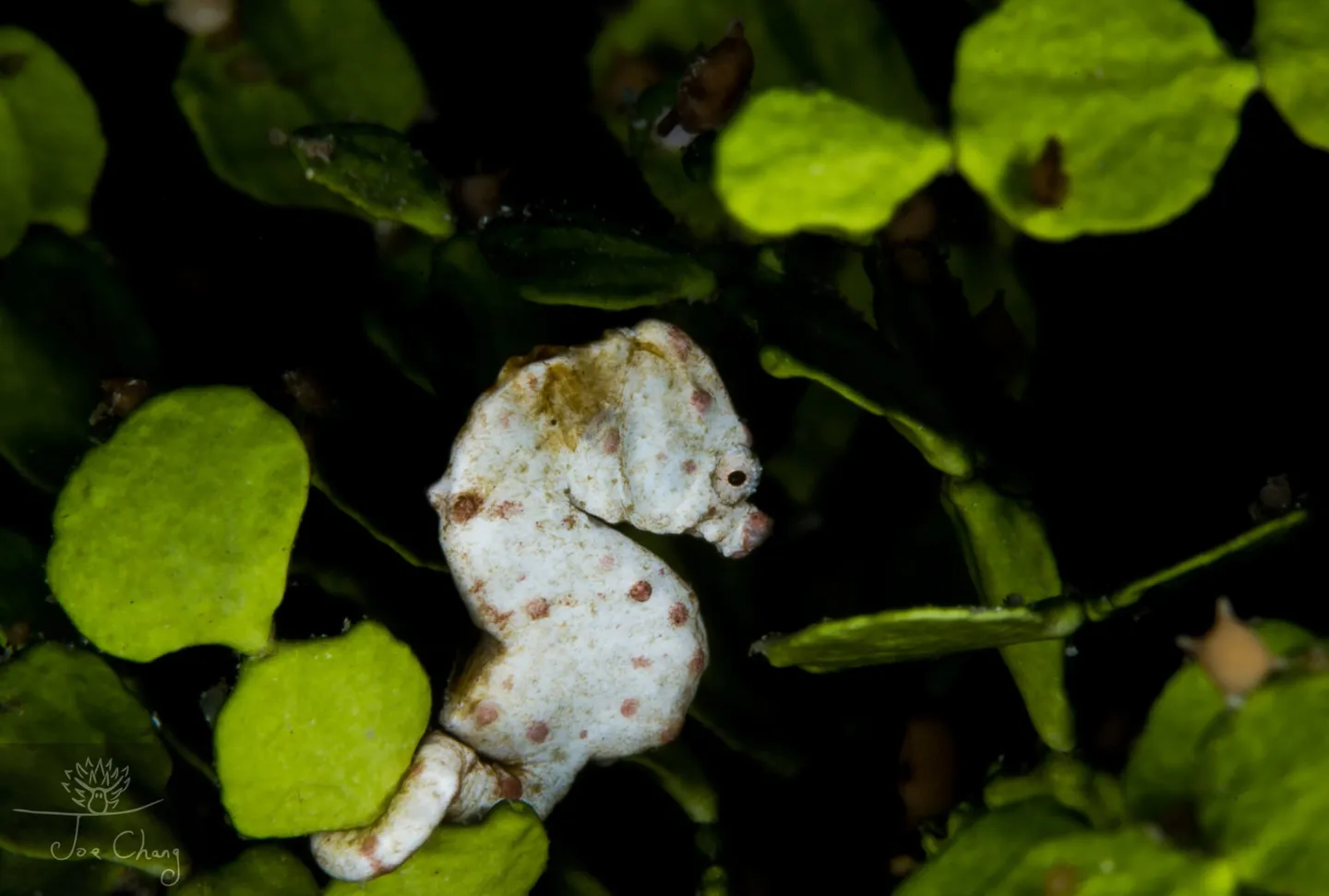 拍豆丁海馬不厲害，拍到豆丁海馬便便才稀奇！