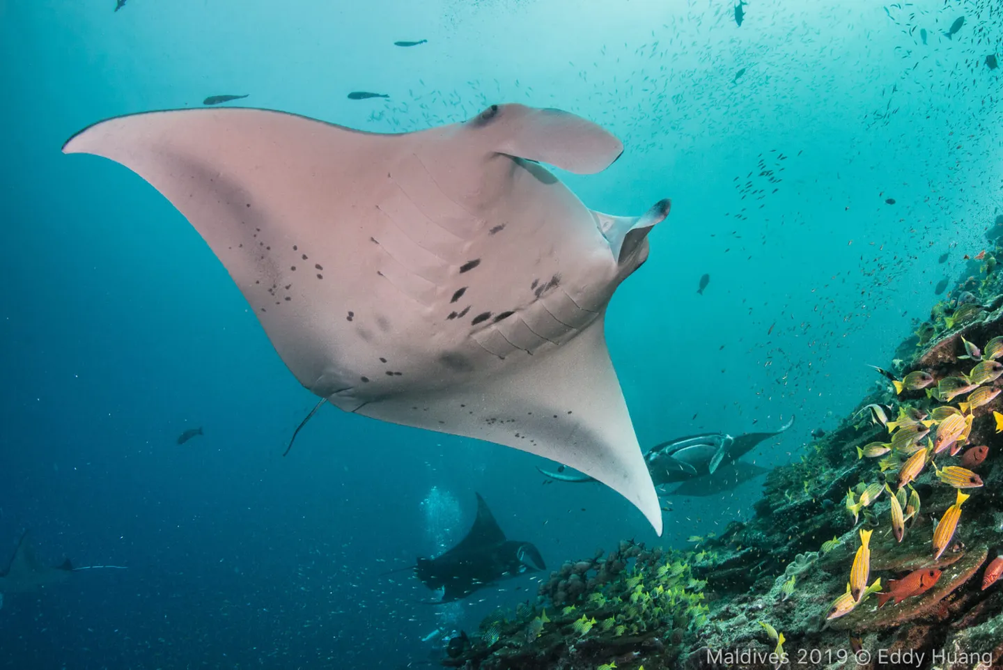 馬爾地夫  船宿 J&J HOME Maldives Liveaboard  Ｍanta 潛水 馬爾地夫潛水