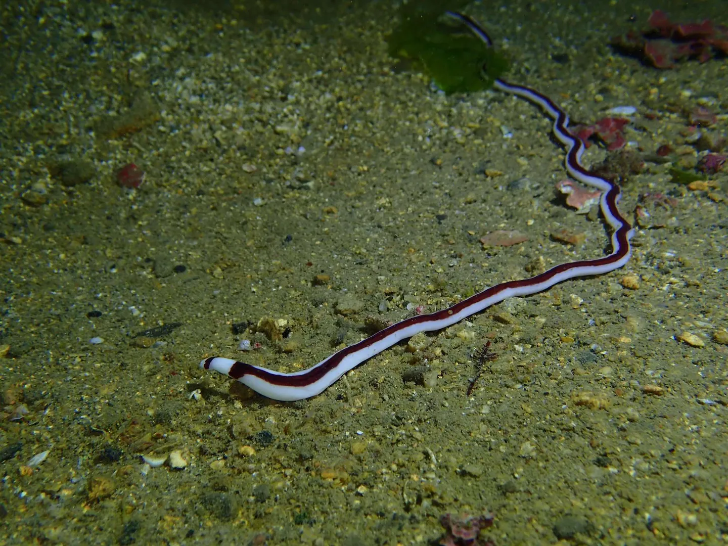 生物分類法 - 第 4 類：其他無脊椎類