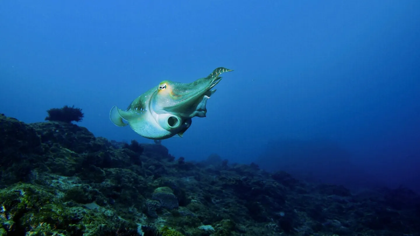 【布魯小教室】由頭足類動物圖鑑來認識章魚媽媽產卵的傳奇一生
