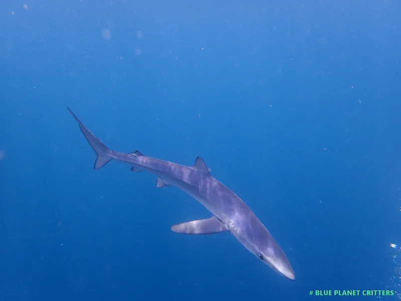 1 Tank Dive Surrounded by Sharks — Blue Shark Diving in Cape Town