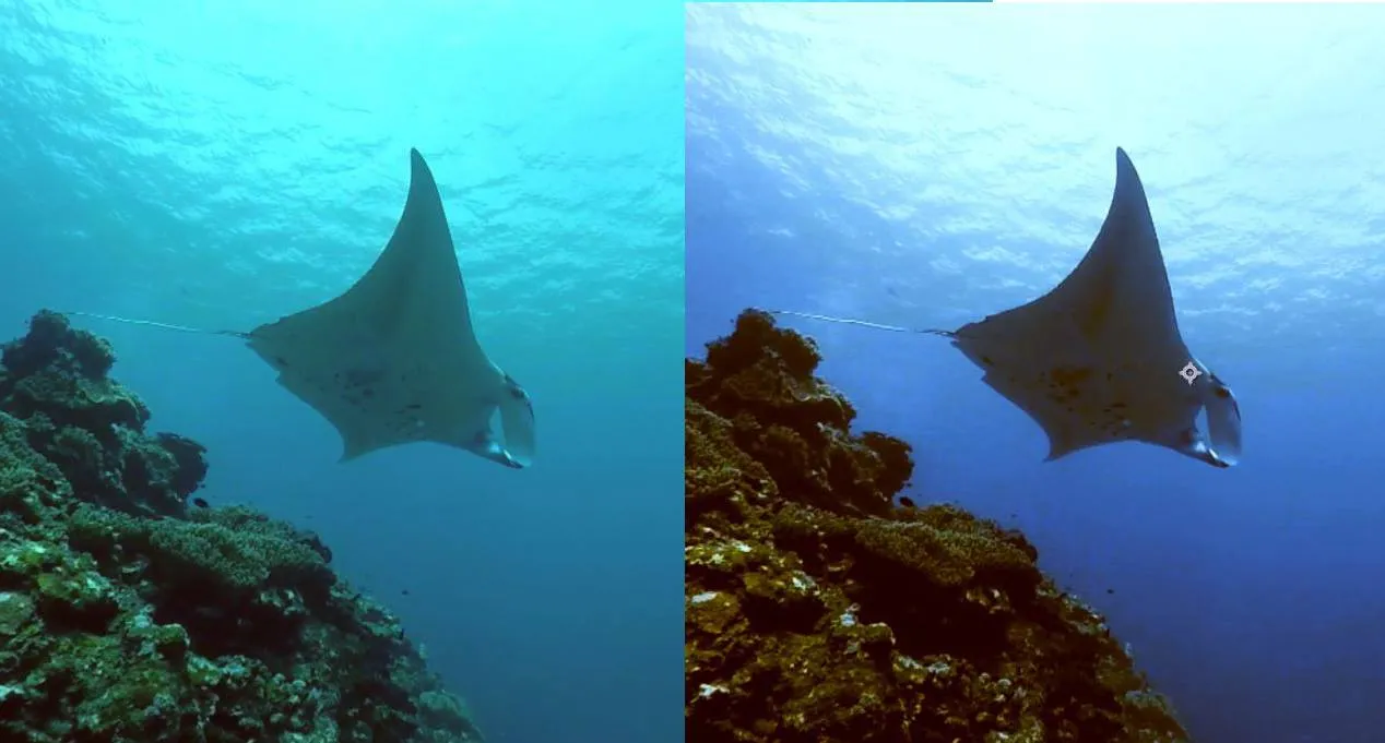 How to Color-Correct Underwater Footage Shot Without a GoPro Filter