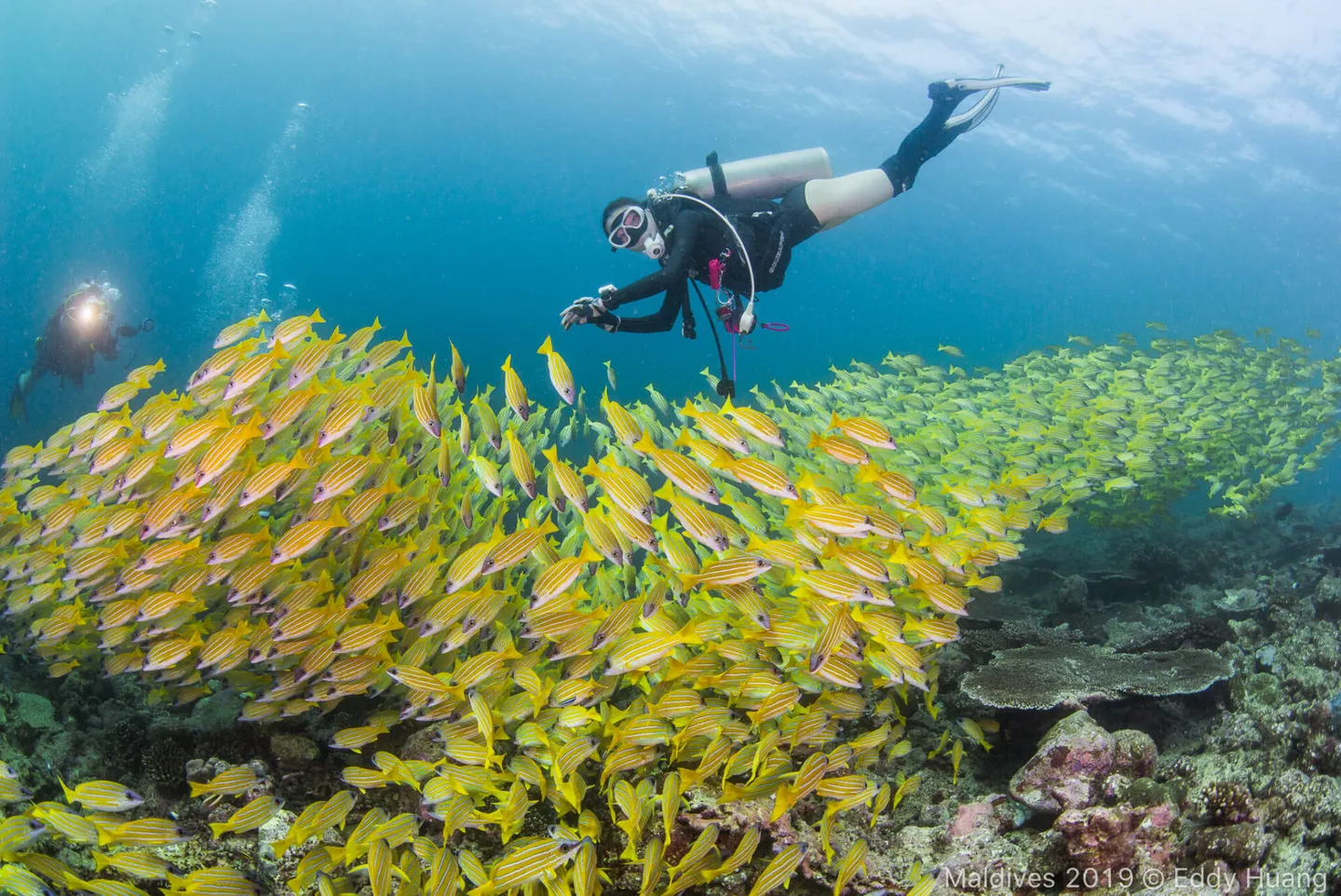 馬爾地夫  船宿 J&J HOME Maldives Liveaboard  Ｍanta 潛水 馬爾地夫潛水
