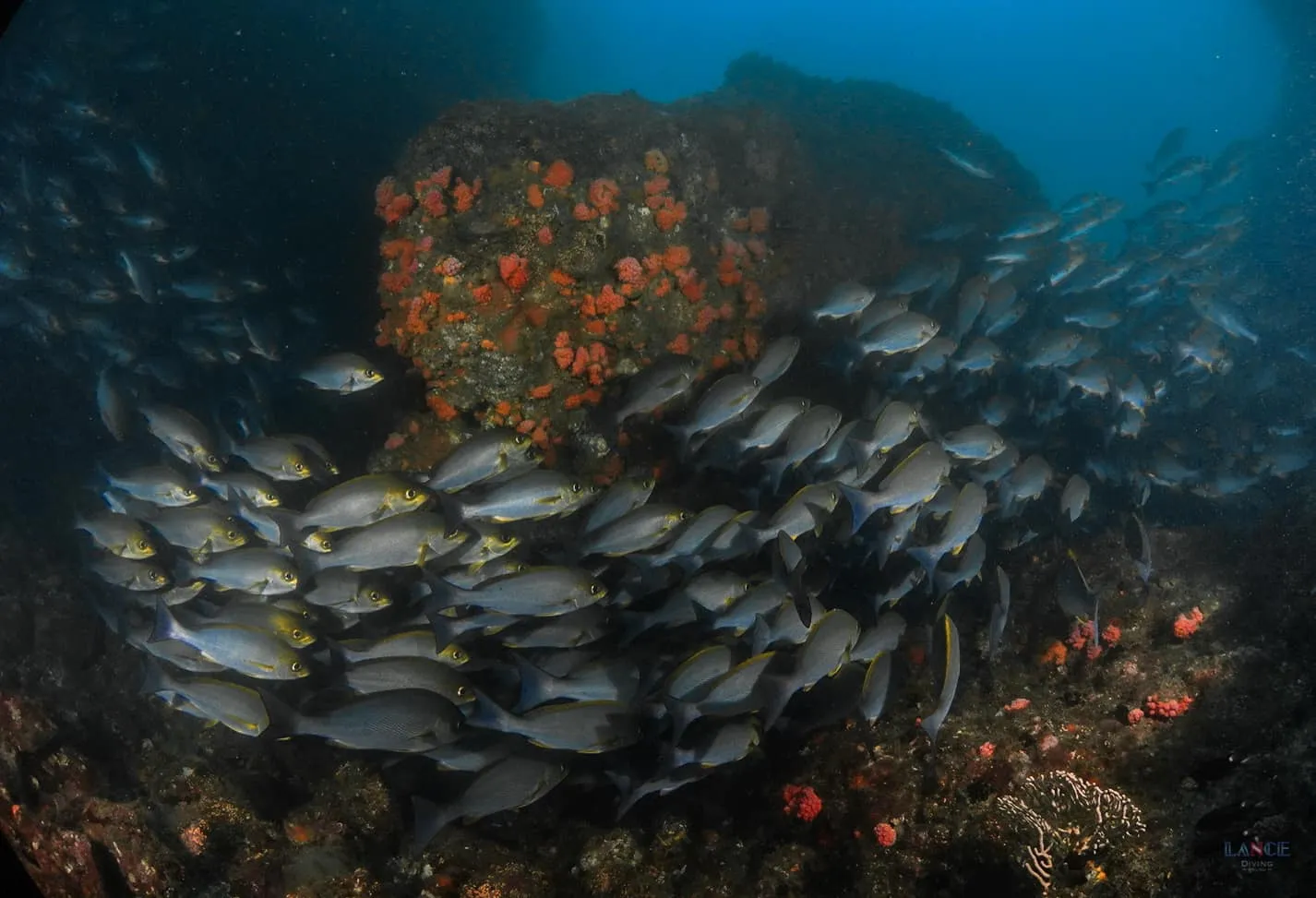 潛水遇見流！遇見洗衣機流、下降流、3節流你該怎麼辦？潛水安全你該注意的6件事