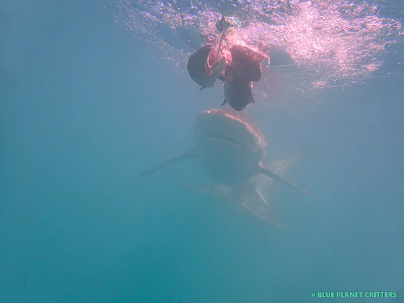 挑戰人類心跳的極限，1 次南非鯊魚籠子潛水驚悚體驗 Shark Cage Diving in Gansbaai South Africa