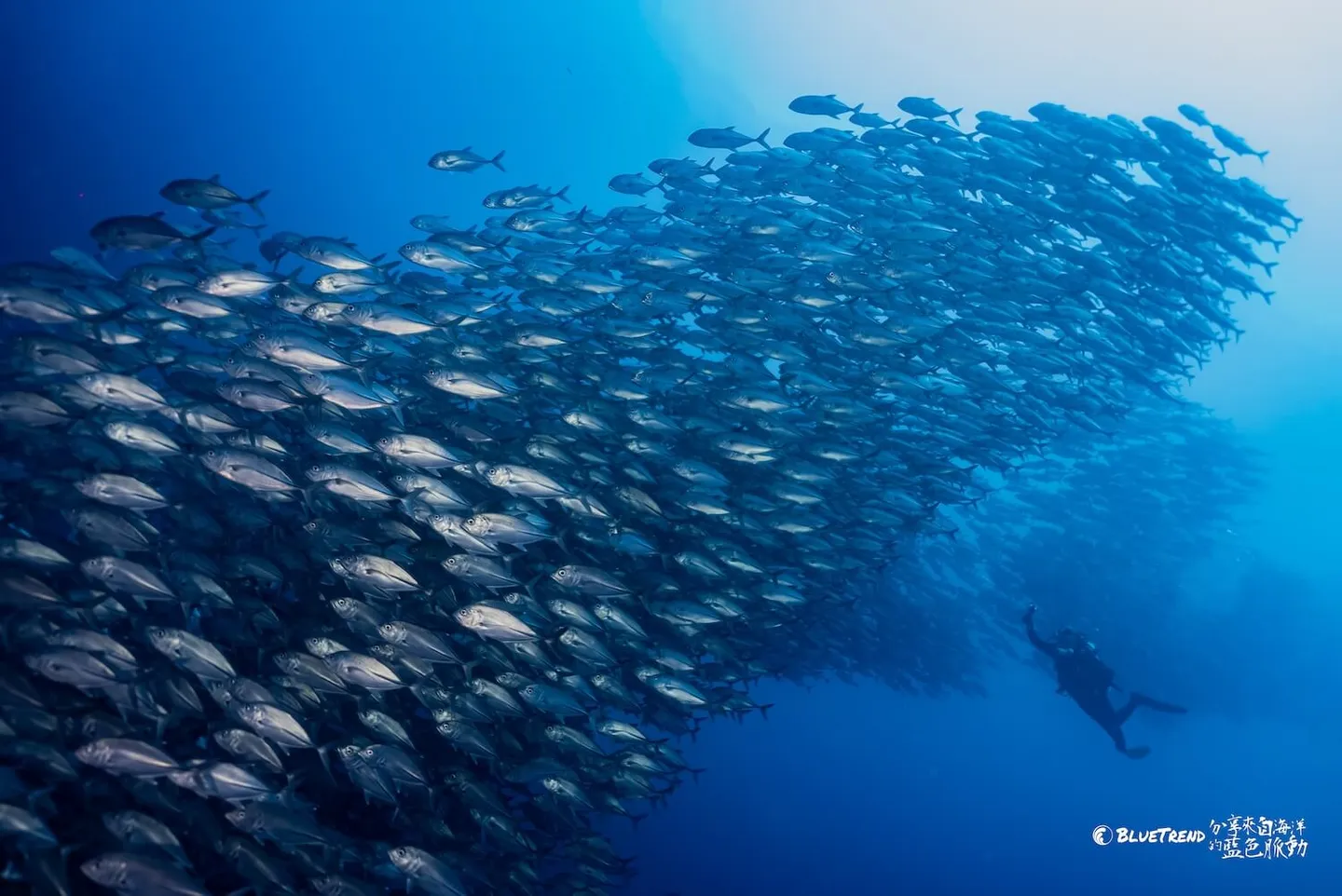 EP.1 3 Major Challenges of Running a Dive Shop in Bohol, Philippines — Licenses, Regulations, Local Culture... The Full Story ft. 海島瘋