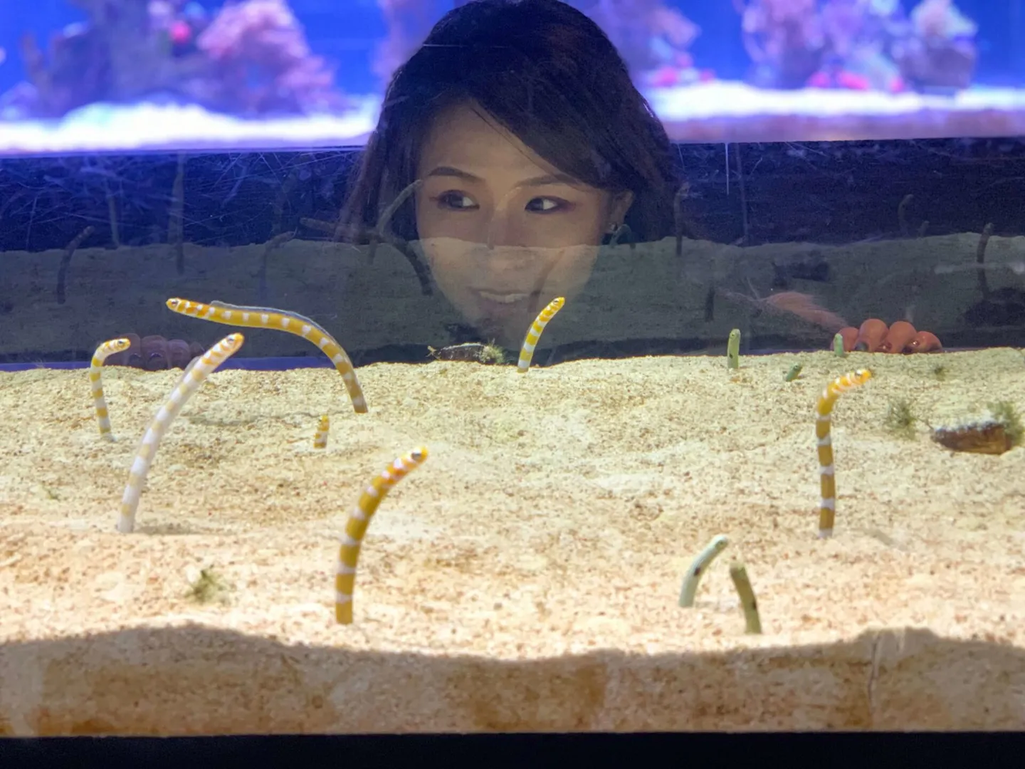 japan-tokyo-sumida-aquarium-東京-墨田水族館