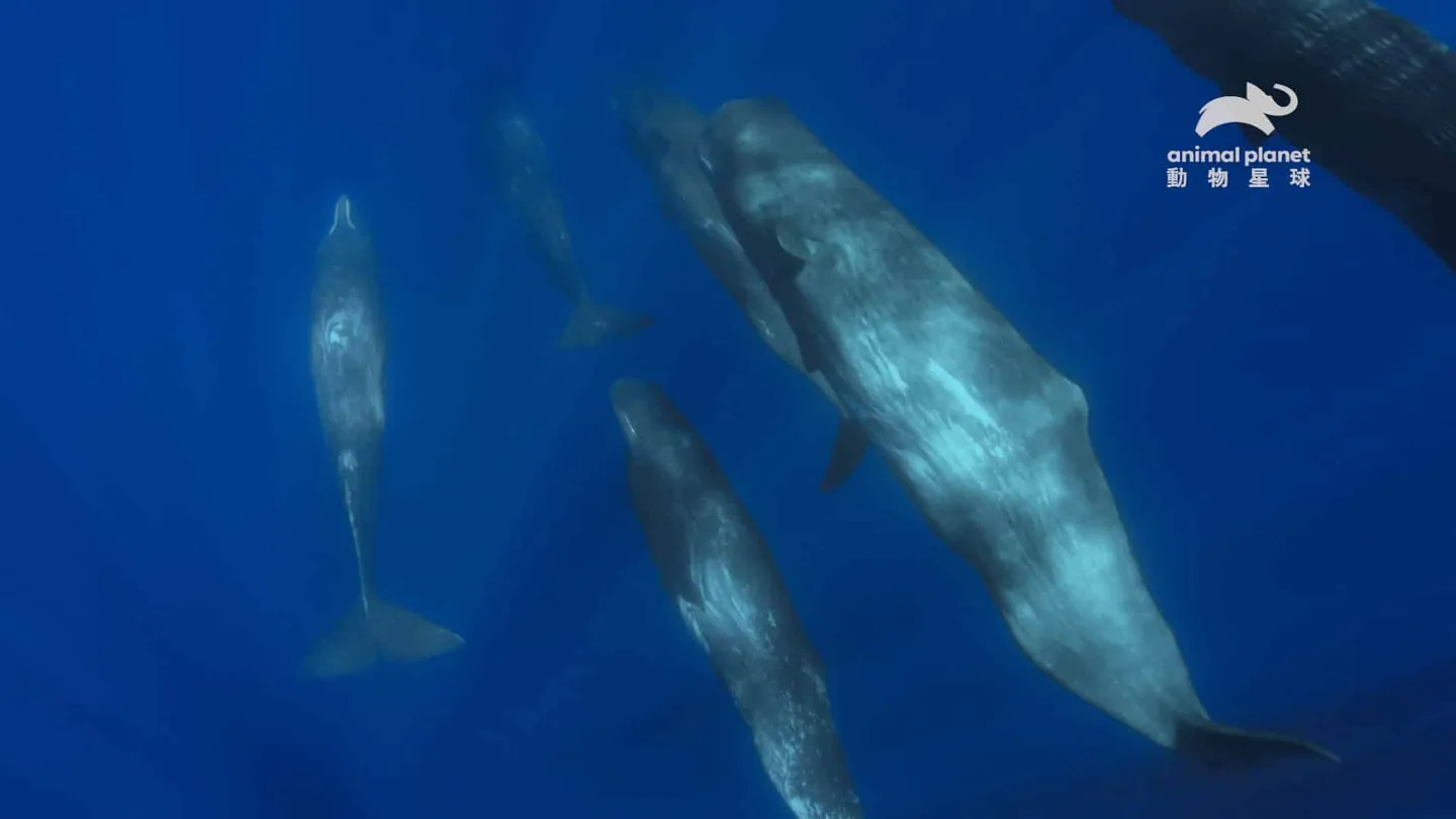 discovery 動物星球頻道 世界海洋日