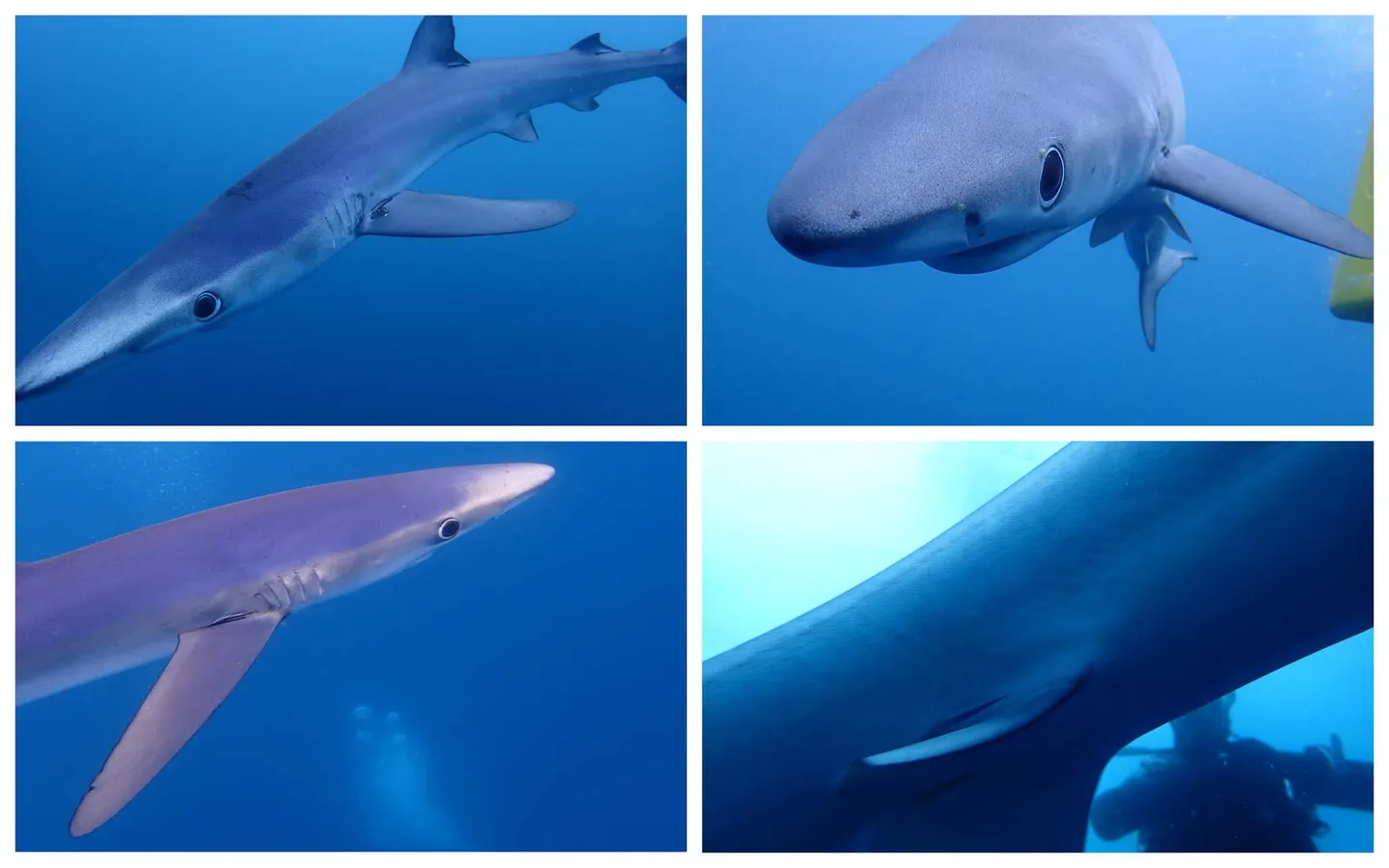 Blue Shark Diving