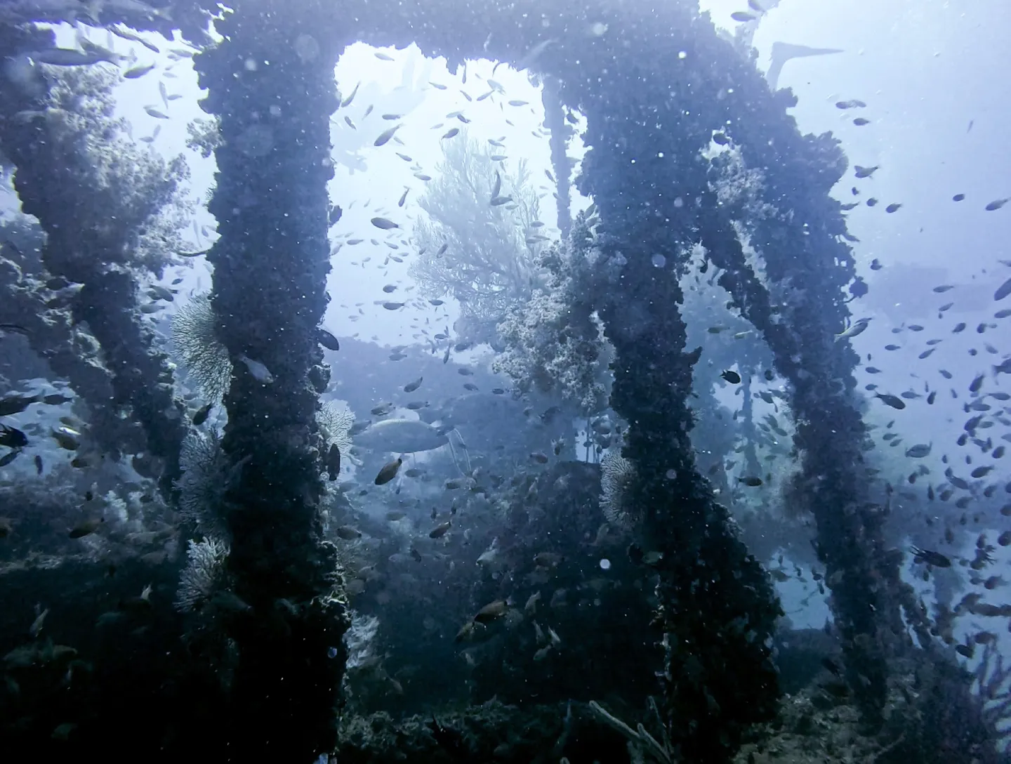 Bolkiah Wreck 船內柱列被珊瑚與礁魚覆滿