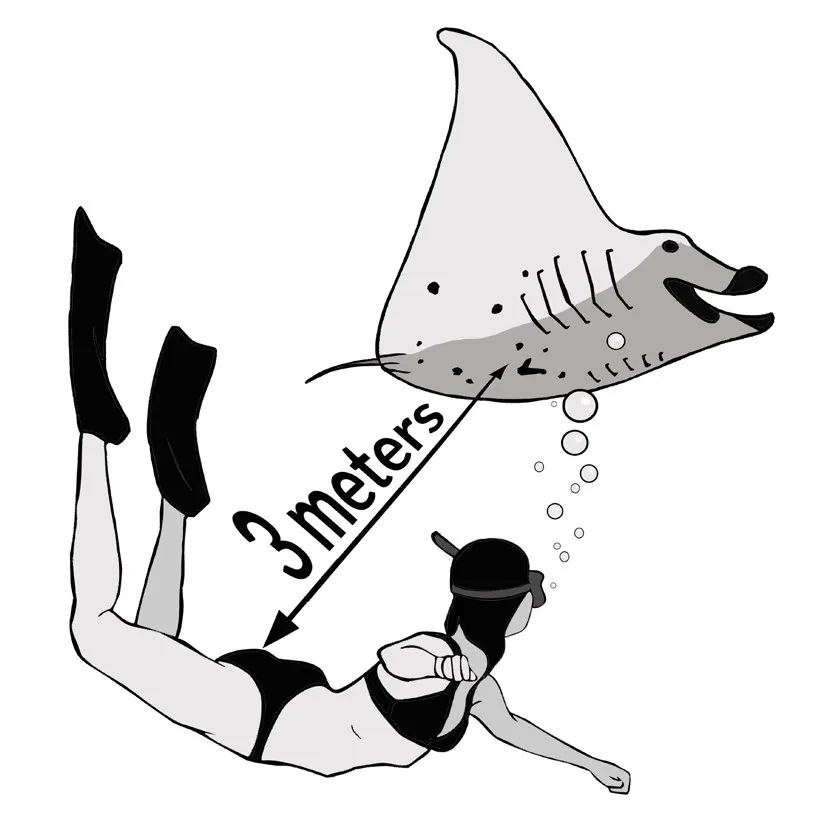 Manta Trust 守則第三步圖示：自由潛水員與 Manta 保持 3 公尺距離