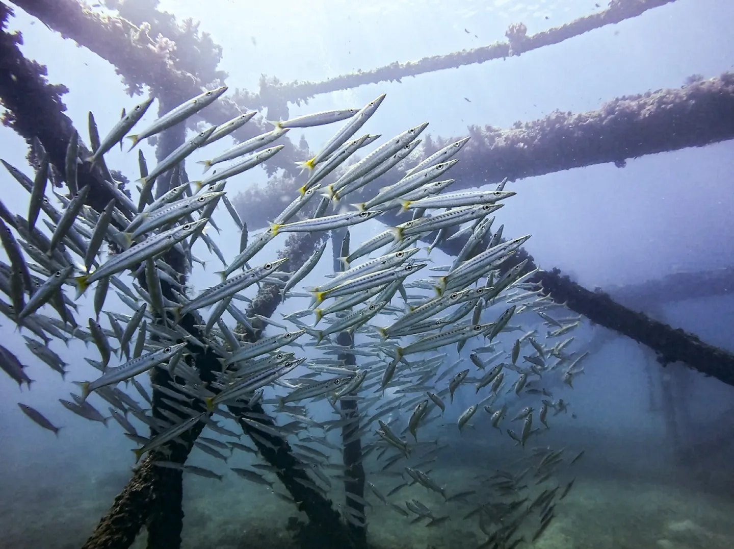 Rig Reef 退役鑽油平台鋼骨間的梭魚群