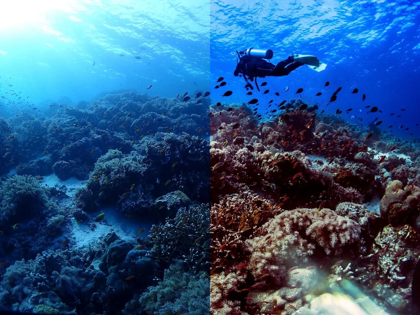 水攝的最後一哩路 - 後製的奇幻魅力（Photoshop遮色片使用）