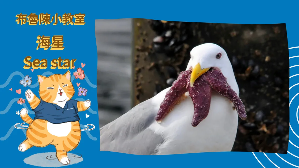【布魯小教室】不開心就斷手？海底最任性的生物海星，天敵竟然是海鷗？！