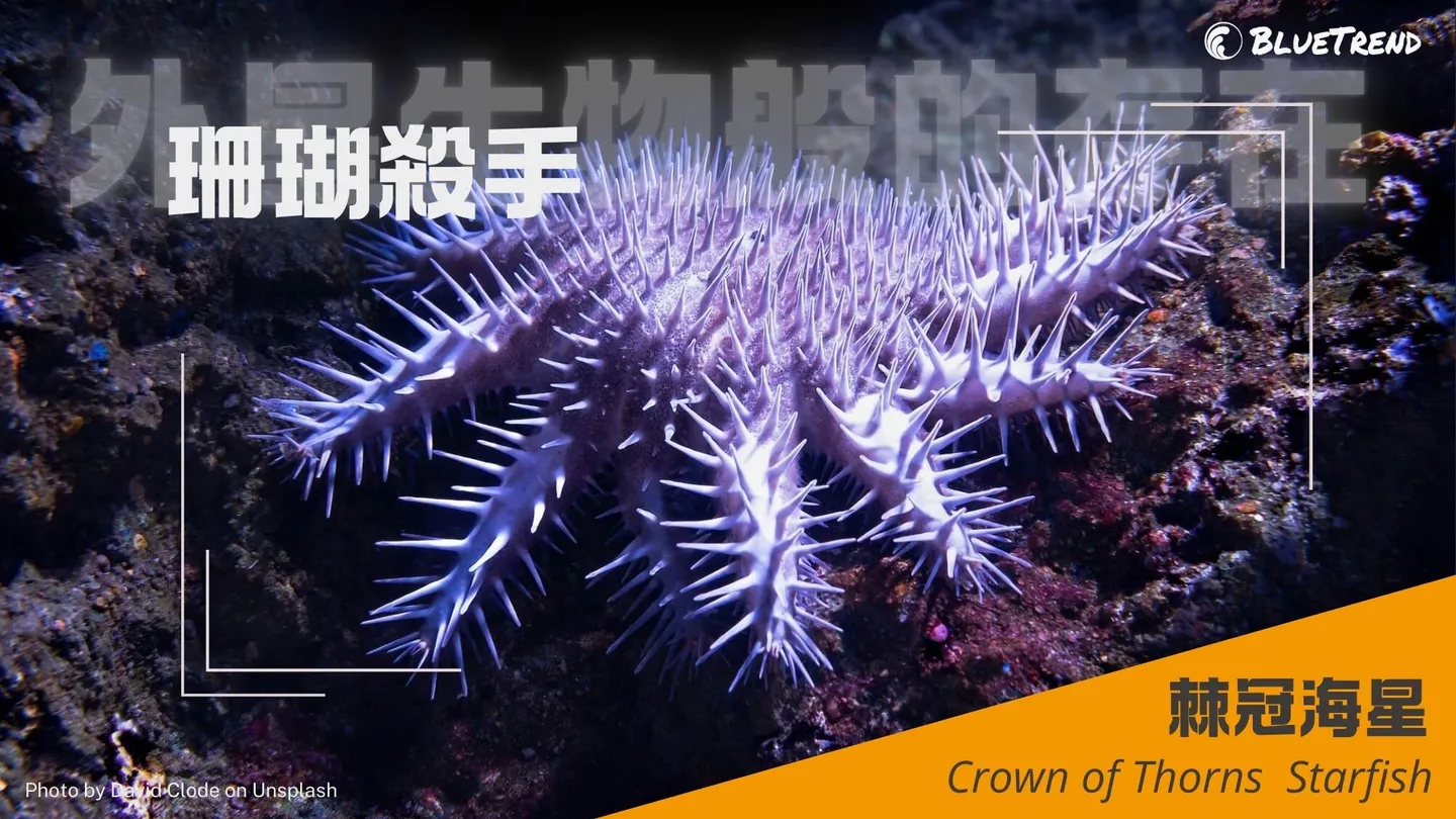 【Coral Killers Descend on Dongsha Atoll】Crown-of-Thorns Starfish Outbreak! An Alien-Like Existence