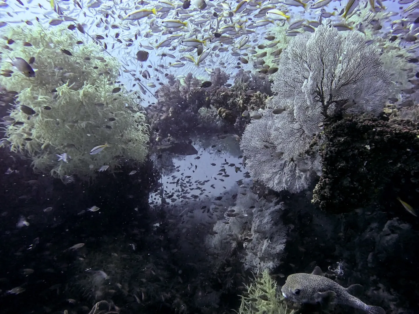 Bolkiah Wreck 船體上的巨大海扇與密集礁魚群
