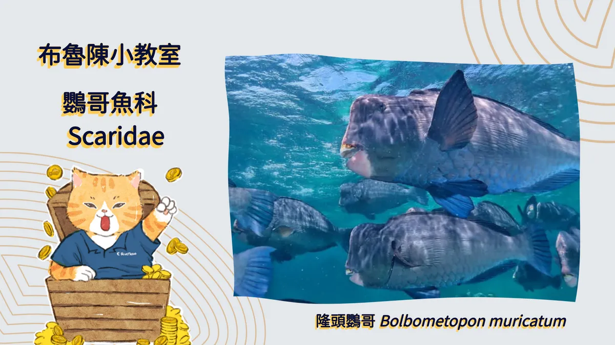 【布魯小教室】海中變色龍？珊瑚好盟友 - 一生會性別轉換的鸚哥魚