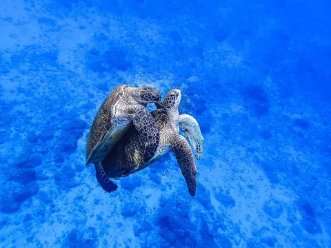 記錄海龜交配的一瞬間
