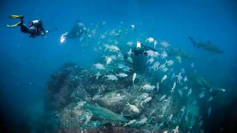 澳洲Wolf Rock潛水，鯊魚、Manta、曼波一次滿足