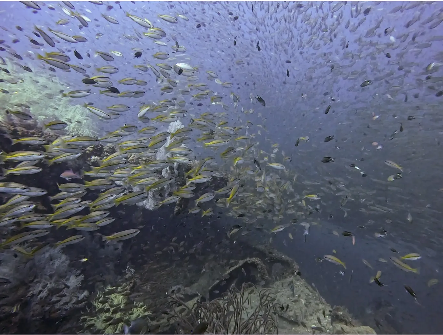 Bolkiah Wreck 周邊的魚群與礁岩