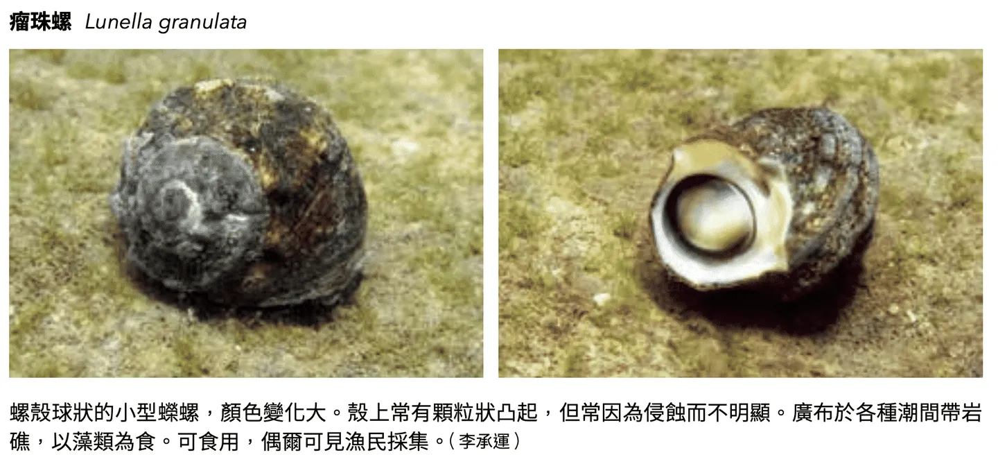 螺貝殼,海洋博物誌-北台灣篇 P