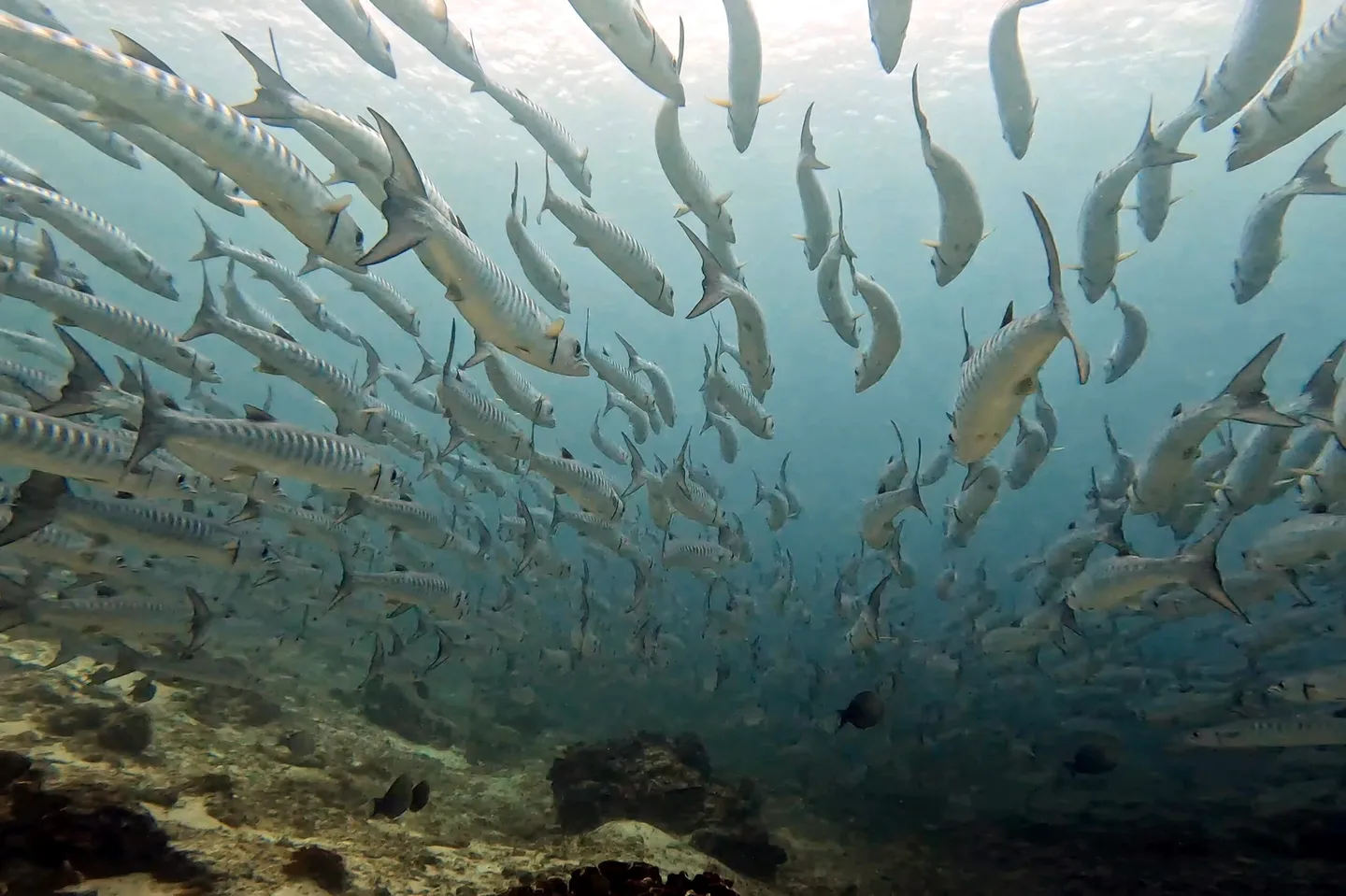 【馬來西亞 西巴丹】上帝的運動場?世界級潛水勝地,海龜、鯊魚、Barracuda風暴,通通滿足你!