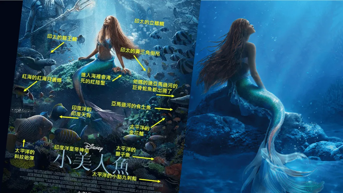 小美人魚真人版海報曝光「淡水魚也游進大西洋？！」那些電影海報教我的海洋教育