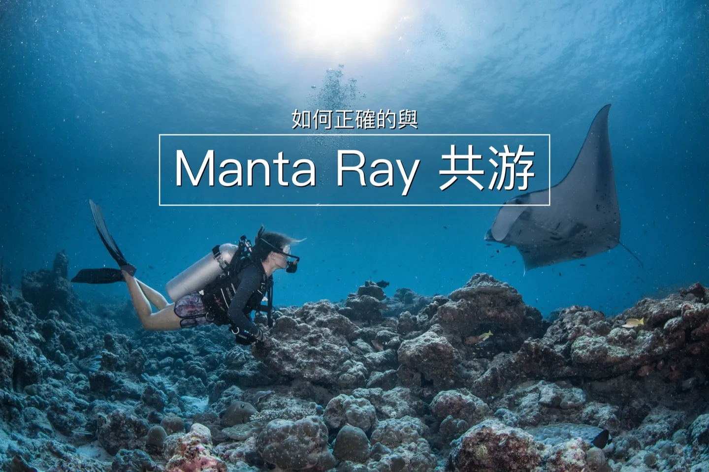 如何正確的與 Manta Ray 共游？Manta Trust 十步守則一次學起來