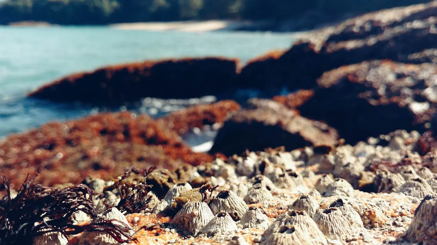 【When Microplastics Are Found Inside Oysters and Barnacles — What Then?】No One Is a Bystander: Yu Xing-Pei Uses Scientific Research to Show Just How Serious the Plastic Threat Really Is