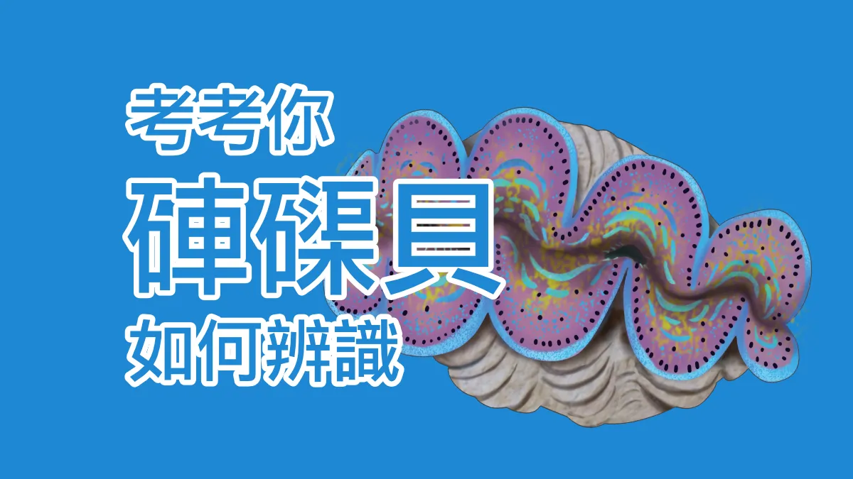 【布魯小教室】海洋保育動物再升級！臺灣常見的3種硨磲貝，你有辦法辨識他們嗎