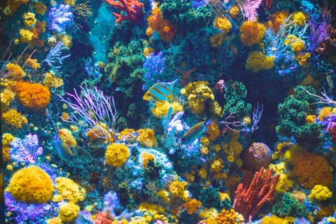 海洋噪音正在破壞珊瑚礁，但「聲音」也可能成為修復關鍵