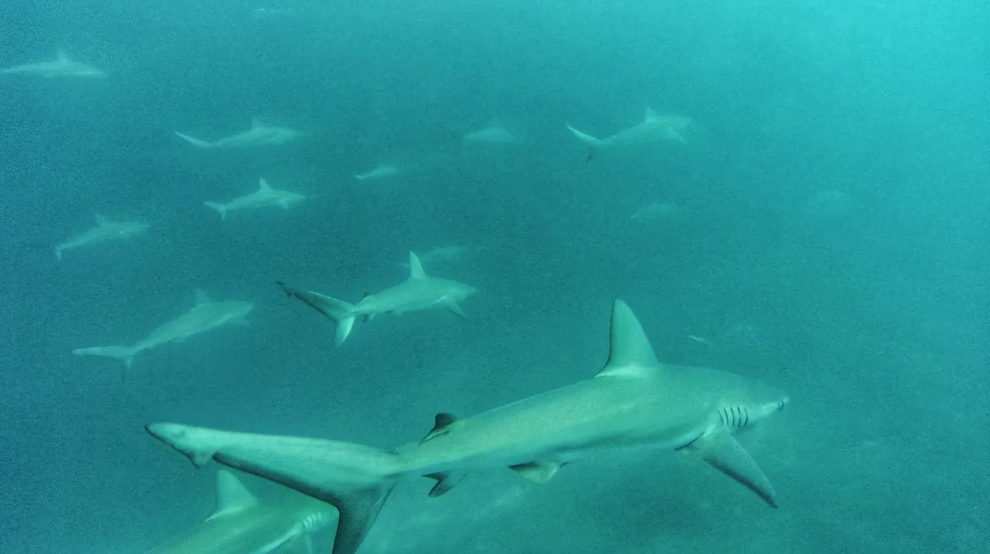 加拉巴哥群島 Ecuador Galapagos Islands Kicker Rock 鎚頭鯊 hammerhead shark