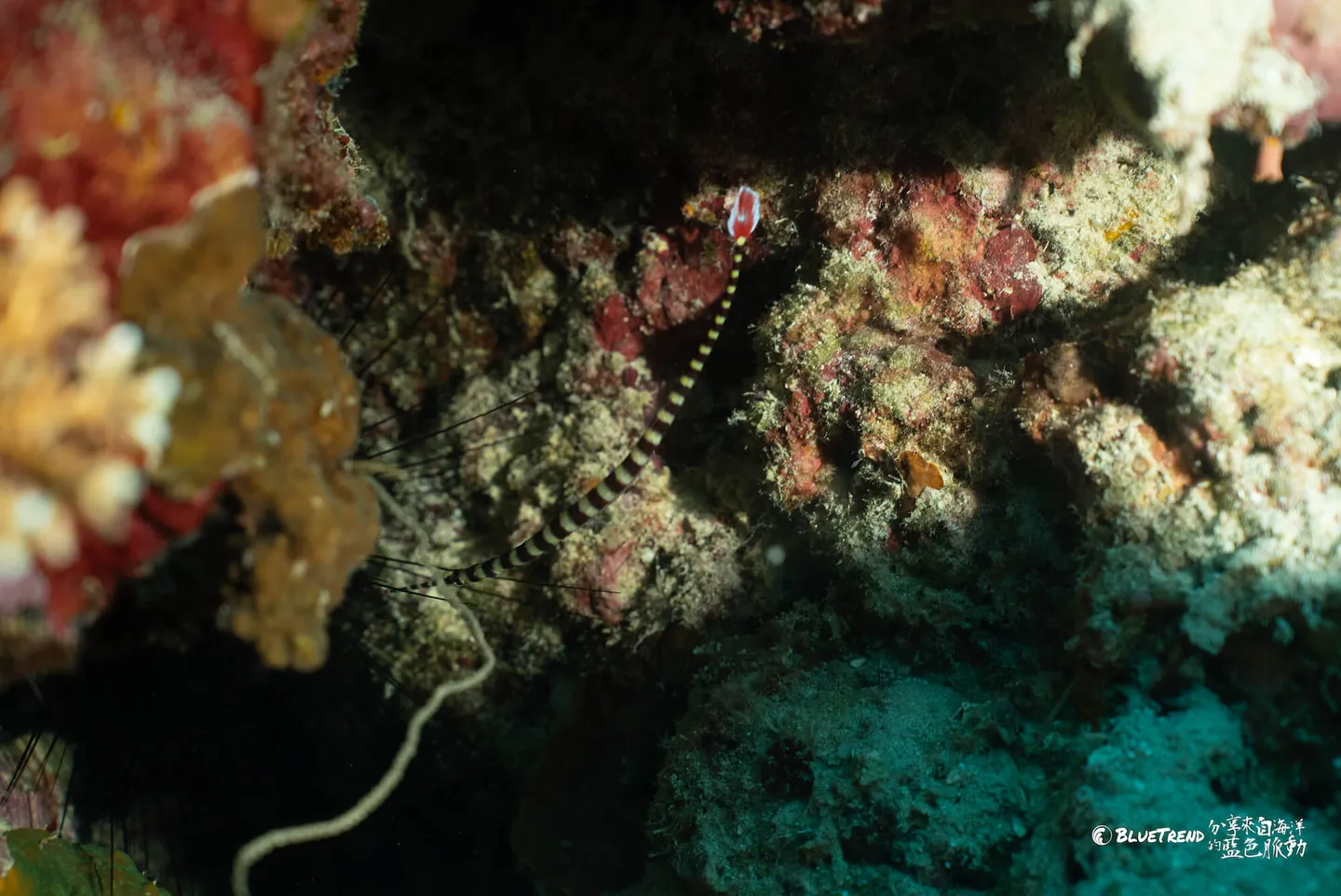 菲律賓 邦勞島 巴里卡薩島 Balicasag 潛水