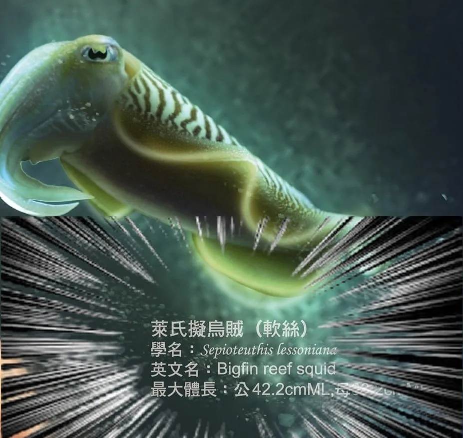 漁業署月曆指稱為“軟絲”?