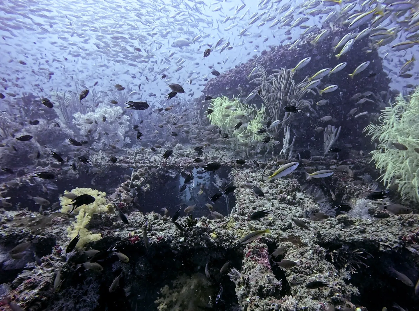 汶萊沉船覆滿珊瑚與密集小魚群的水下大景