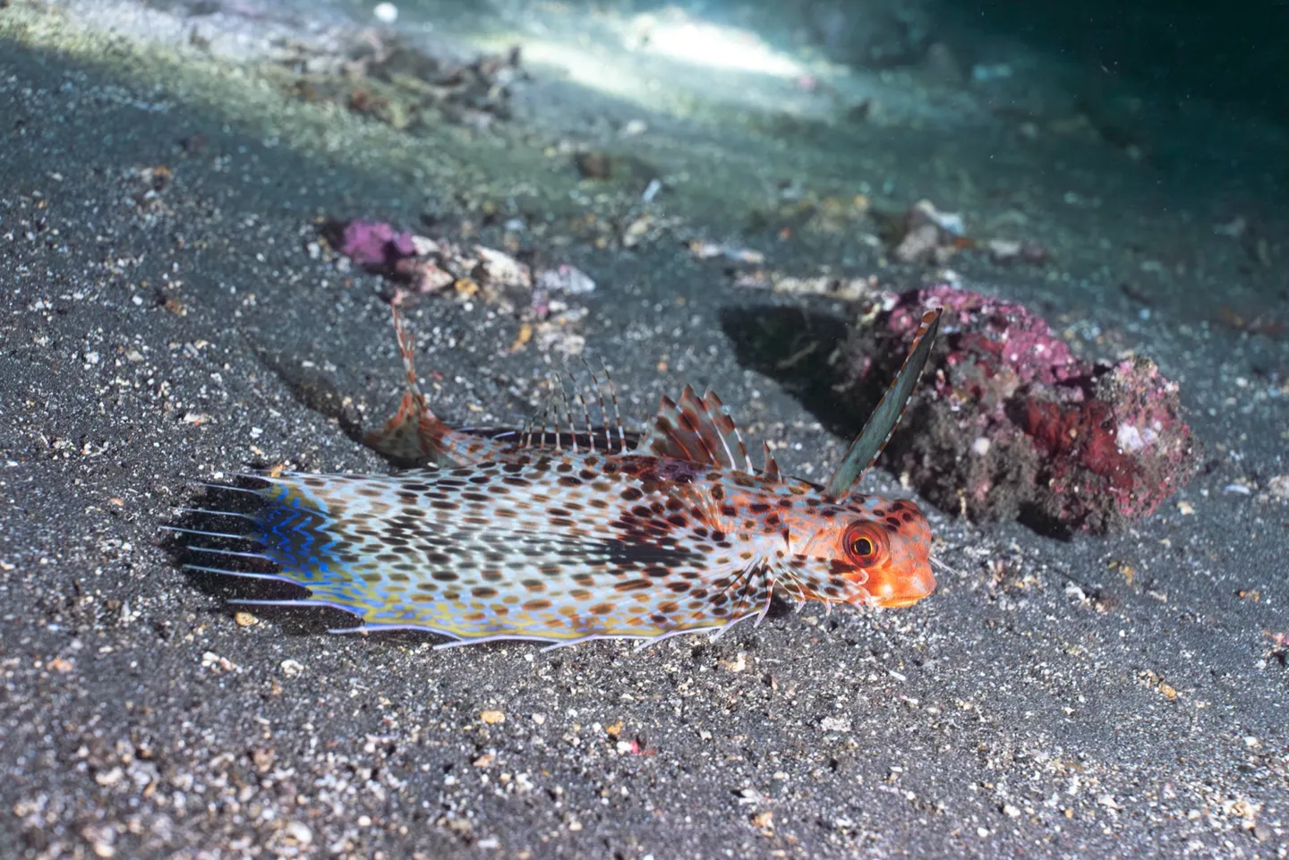 土蘭奔微距生物——色彩繽紛的底棲魚類
