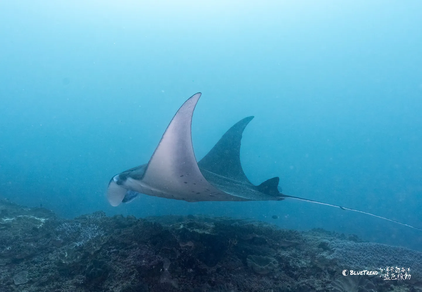 【印尼 峇里島】21～29度的瘋狂水溫！峇里島潛水就是要看 Manta、Mola 大物 feat. 海島瘋